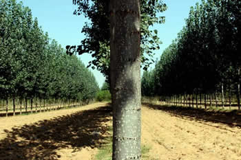 �D���ӱ��İ�����1 �c���ɷŴ�