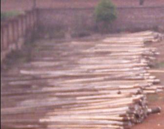 �D��ľ�Ď�(k��)�棲 �c(di��n)���ɷŴ�