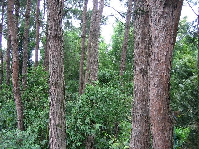 �D��ľ�z�����a(ch��n)�YԴ �c(di��n)���ɷŴ�