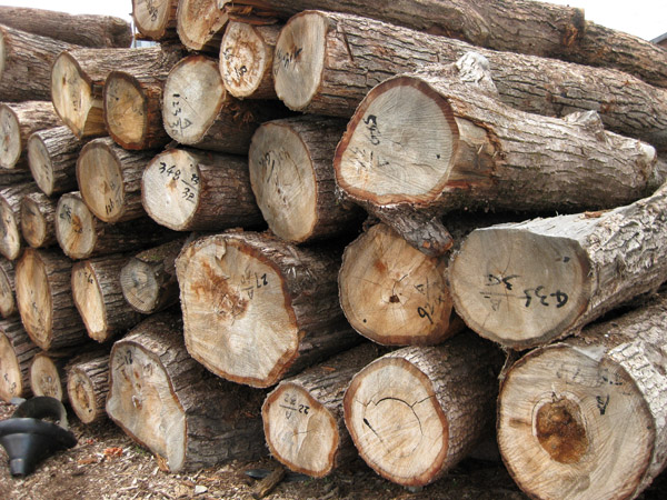 �D��ԭľ �c���ɷŴ�