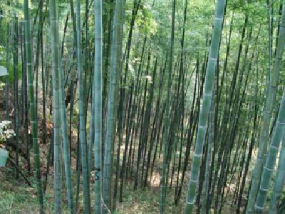 �D�������� �c(di��n)���ɷŴ�