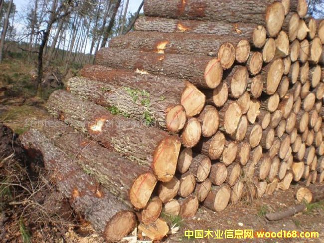 �D��ɼľ �c���ɷŴ�