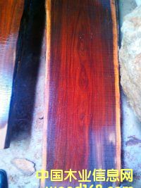 �D�����K���ݬF(xi��n)؛ԭľ���~��̴ֱ��35--65�����L(zh��ng)��2.8�� �c(di��n)���ɷŴ�