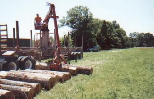 ������ͩbuttonwood/Sycamore��Ԕ��(x��)��B