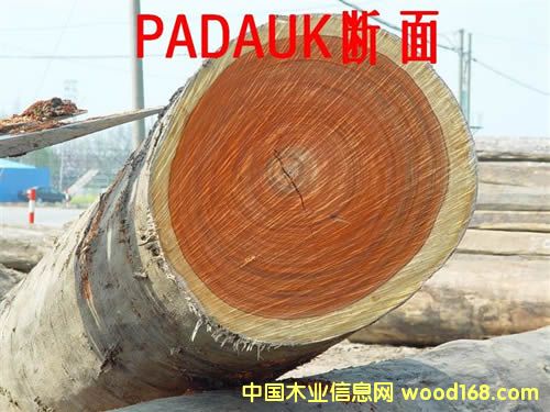 PADOUK         �t �� ���Ԕ��(x��)��B