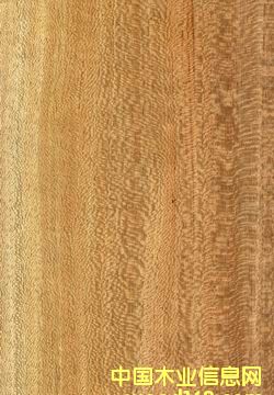 ���ٽz���N�������Ƭ��