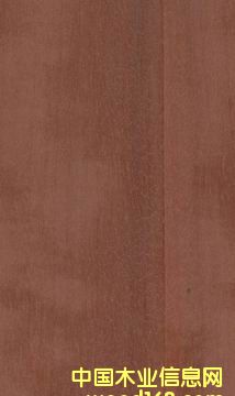 �t��ľ���N�������Ƭ���ذ壩