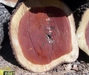 �t����ľ��Ԕ��(x��)��B