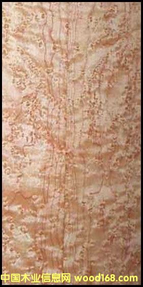 ȸ�ۗ�ľ��Ԕ��(x��)��B