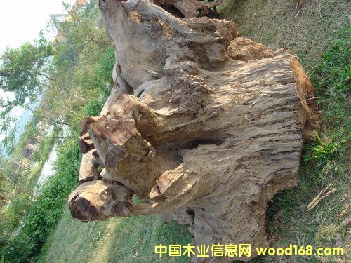 �t��֭c��Ԕ��(x��)��B