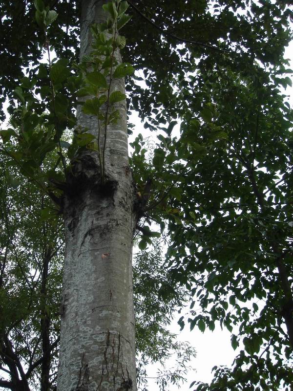 ��ľ(alder)�ذ�ġ�Ҏ(gu��)��ĵ�Ԕ����B