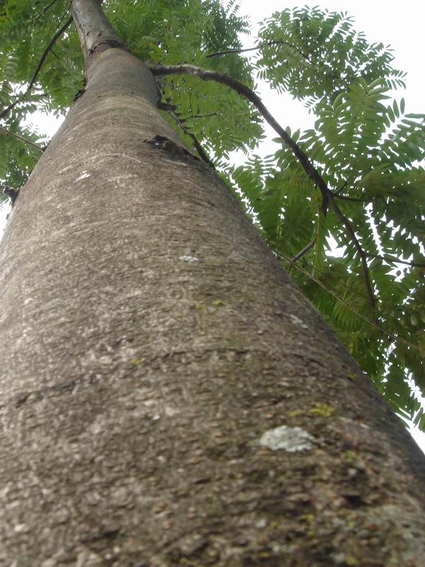 �t�����㴻��toona)�ذ����Ҏ(gu��)��ĵ�Ԕ����B