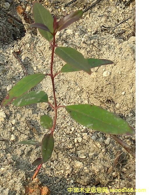 ����������Ԕ����B