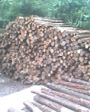 ��~ɼԭľ��Ԕ����B