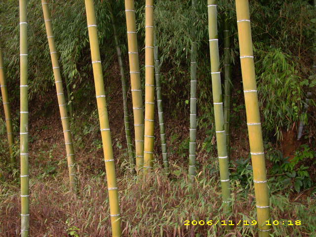 ë���Ԕ��(x��)��B