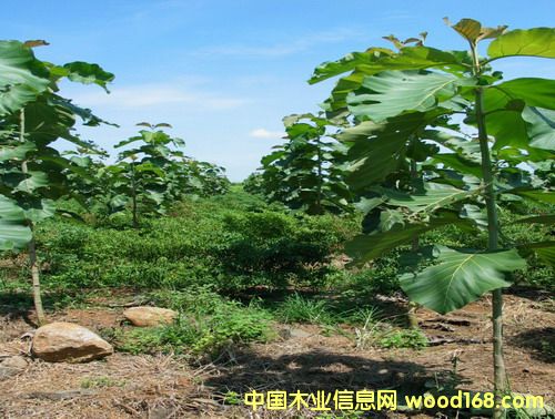 ��ľ�磨����863�Ŀ���|(zh��)�����C��