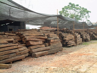 250������t��֦����ľ���t̴��