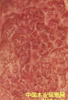 �����Ș���