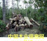 Խ�ϼt��֦��Ԕ��(x��)��B