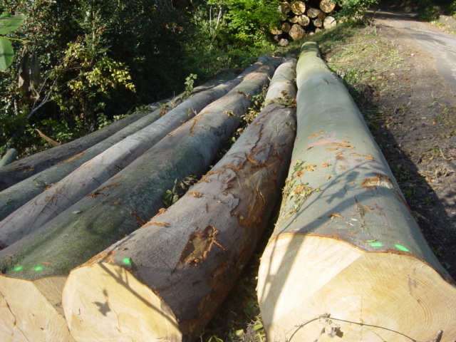 �W�ޙ�ľԭľ��Ԕ��(x��)��B