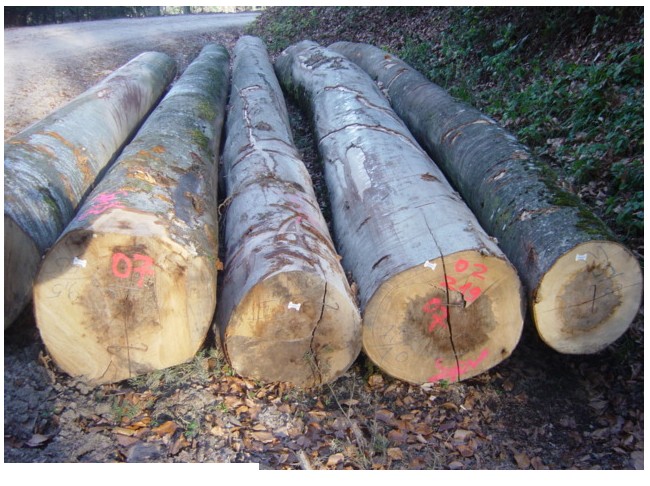 �W�ޙ�ľԭľ��Ԕ��(x��)��B