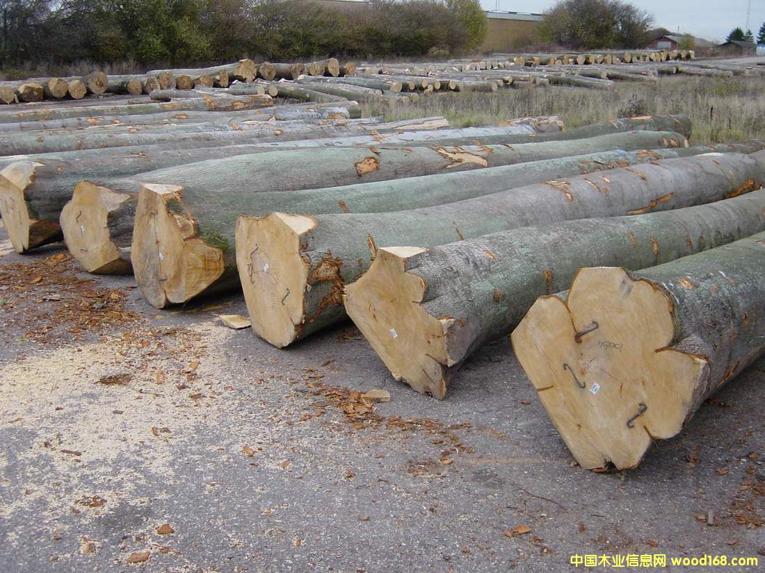 ����ľԭľ