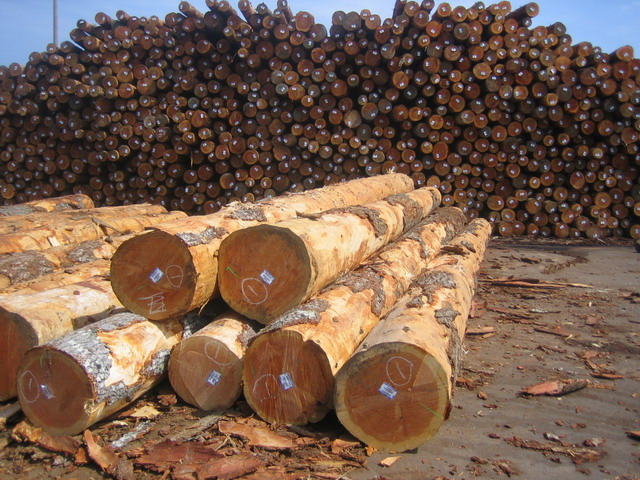 �����ɶ�����ԭľ��Ԕ��(x��)��B