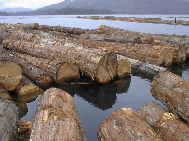 �tѩ��ԭľ��Ԕ��(x��)��B