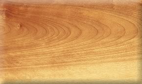 yellow birch��Ԕ����B