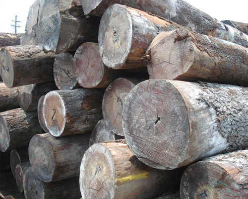 ����ԭľ��Ԕ��(x��)��B