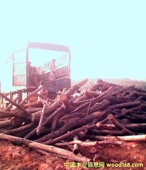 ��ľ֦����Ԕ����B