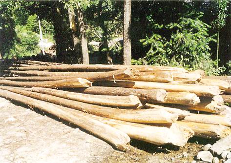 ɼľ��Ԕ����B