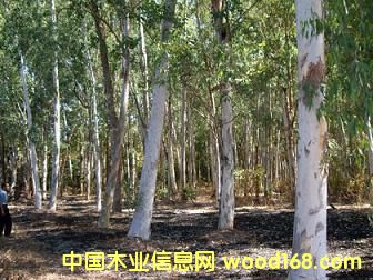 ��ľ��Ԕ��(x��)��B