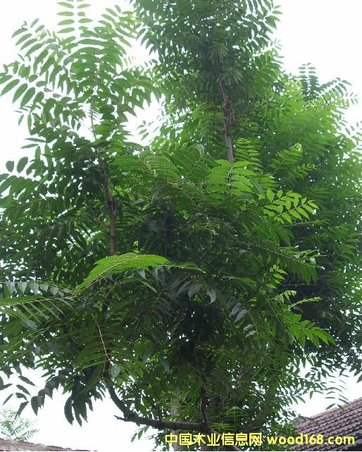 �㴻��Ԕ��(x��)��B