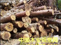 ɼ��ԭľ��Ԕ��(x��)��B