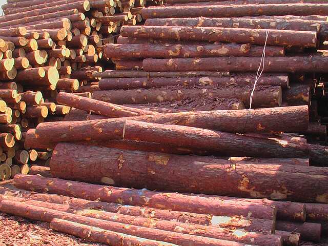 ���_˹ԭľ-���~