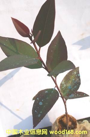 β����184Ǥ����