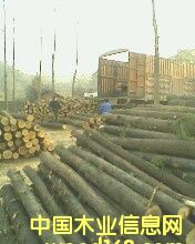 ��ľ��Ԕ����B