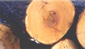 hardmaple��Ԕ����B