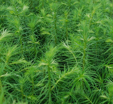 ɼľ���Ԕ����B