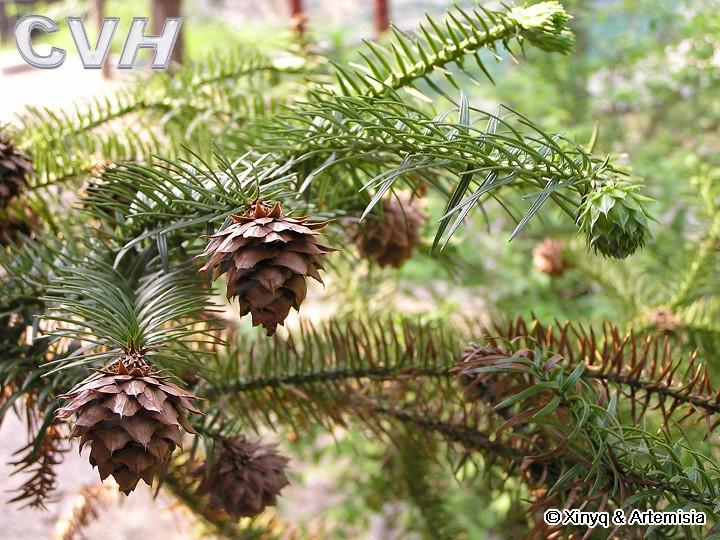 �t��ɼ2��Ԕ��(x��)��B