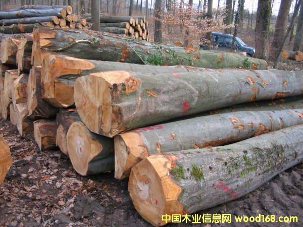 ԭľ��Ԕ����B