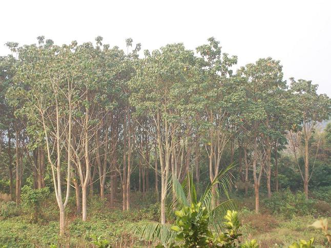 �pľ��Ԕ����B