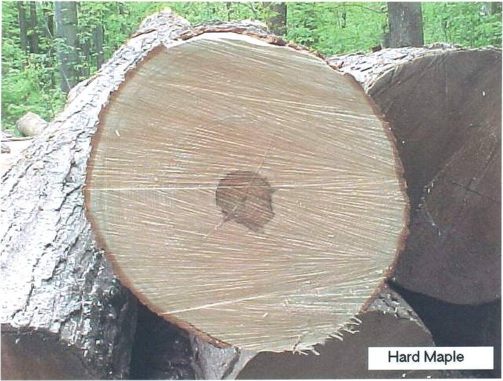 HARD MAPLE LOG��Ԕ����B