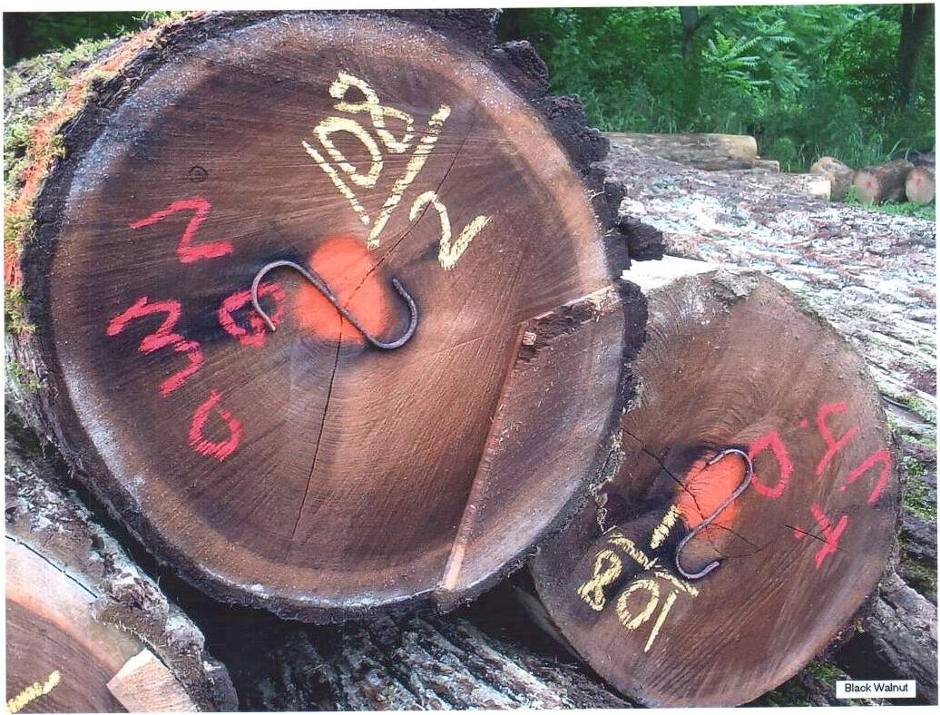 WALNUT LOG��Ԕ����B