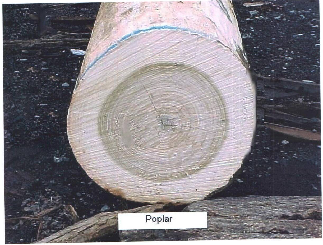 POPLAR LOG��Ԕ����B