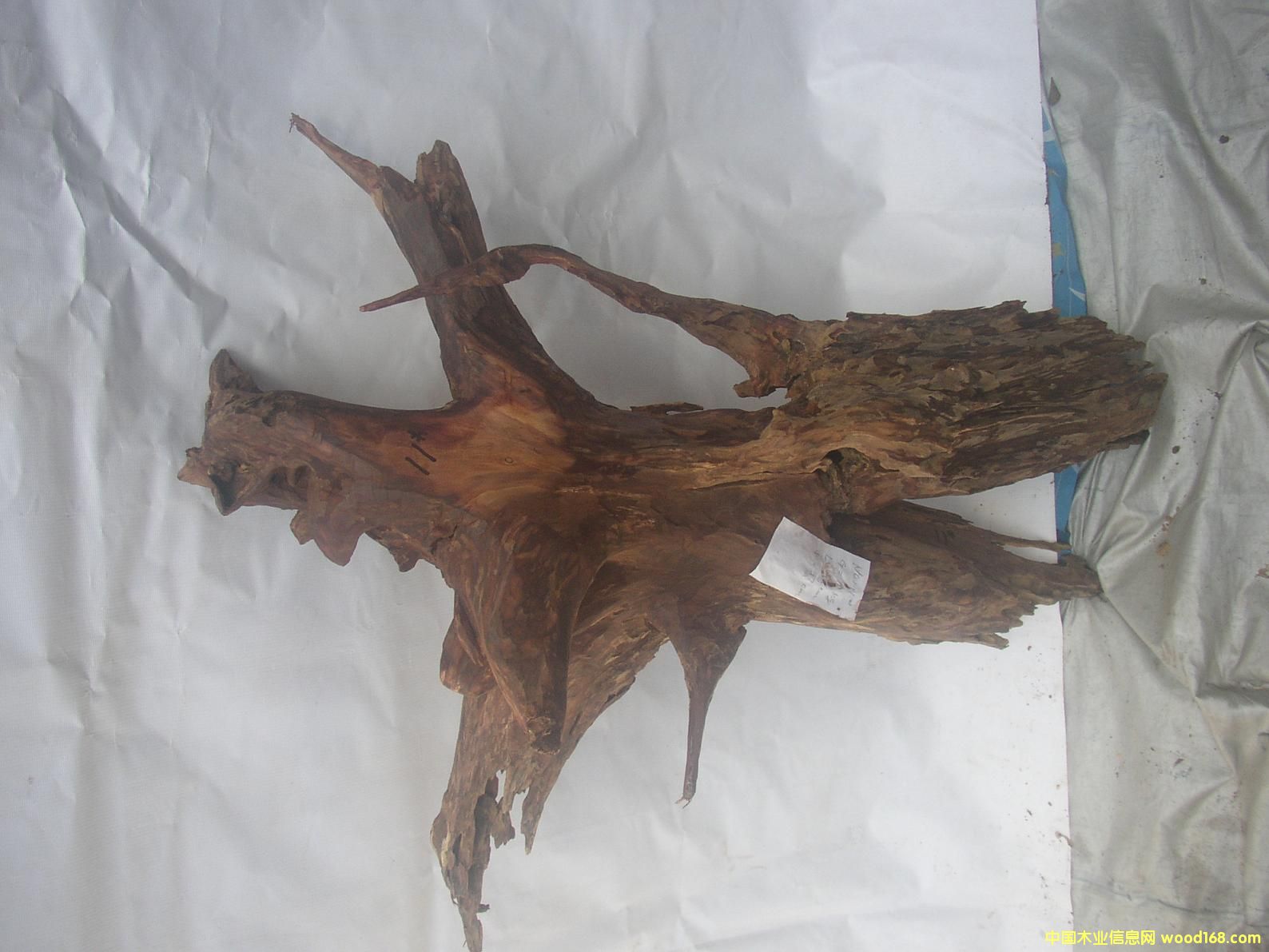 �����S����11#