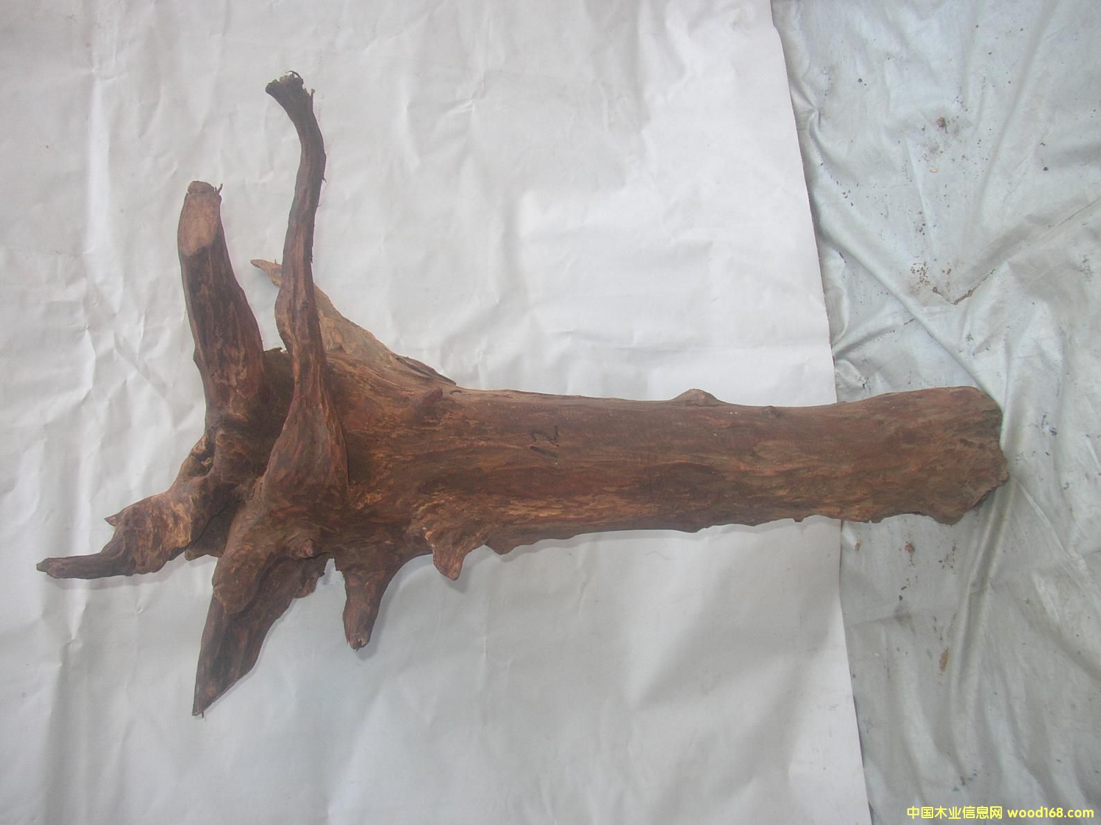 �����S����12#