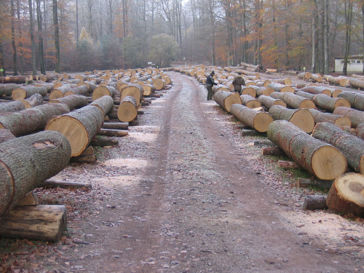 �t������ԭľ��Ԕ��(x��)��B