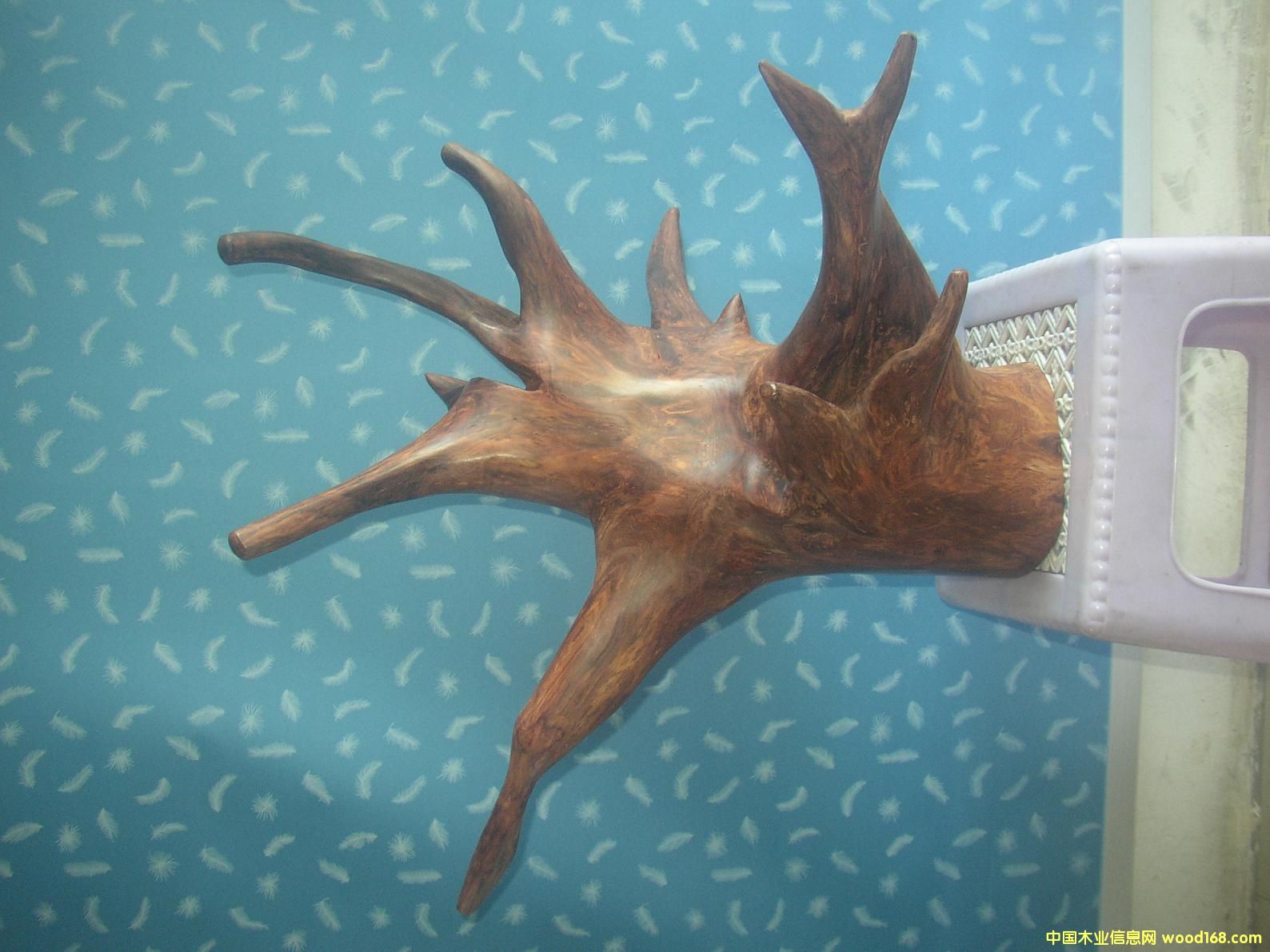 �����S�������